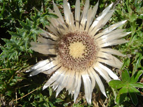 Carlina acaulis